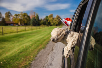 Small fluffy dog enjoying a ride with its head out of the car window, Canadian flag waving behind, on a rural road under a clear blue sky