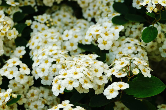 Japanese spirea flowers with white delicate petals on a bush with green leaves