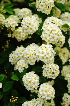 Japanese spirea flowers with white delicate petals on a bush with green leaves