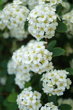 Japanese spirea flowers with white delicate petals on a bush with green leaves