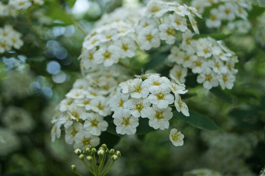 Japanese spirea flowers with white delicate petals on a bush with green leaves