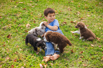 Happy boy playing on the grass with several Australian Shepherd puppies on an autumn day