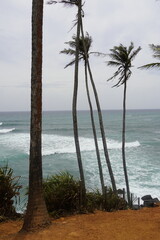 Tropical Palm Trees Overlooking Turquoise Ocean in Sri Lanka