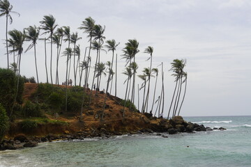 Tropical Palm Trees Overlooking Turquoise Ocean in Sri Lanka