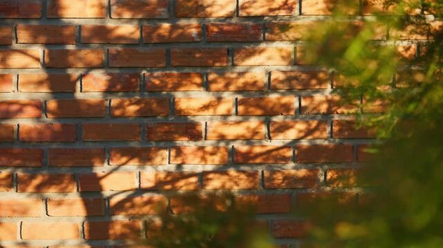 Rustic brick wall illuminated by golden sunlight with dynamic leaf shadows. A vibrant, textured background showcasing natural patterns and architectural elements.