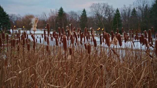 Cattails sway in the winter wind beside a frozen pond with early seasonal tones and clear natural details. Lateral movement.