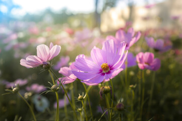 Cosmos flowers in the garden, soft focus and blurred background.