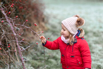 Fototapeta premium Child exploring red rosehope berries in winter.