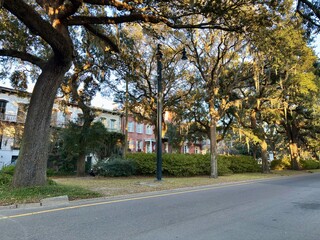 Obraz premium Historic Savannah street lined w/ moss-draped live oaks, classic homes