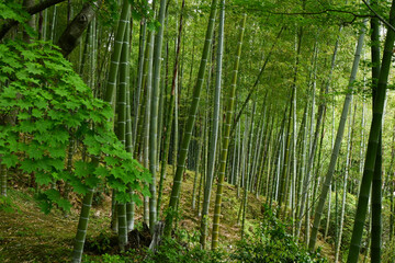 Fototapeta premium Arashiyama bamboo forest in Japan