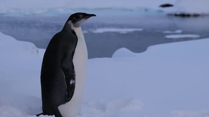 Close-up of a lone young emperor penguin