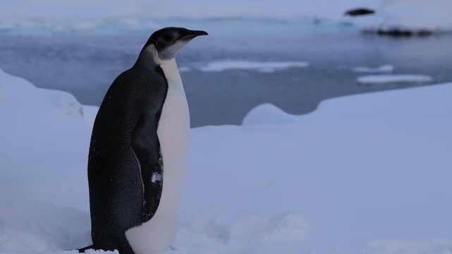 Close-up of a lone young emperor penguin