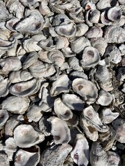 Overhead view of large, textured pile of weathered oyster shells