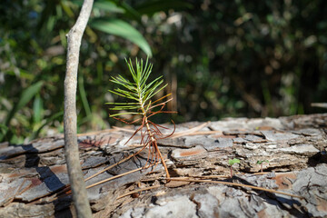 a small pine tree grows out of the trunk of a tree