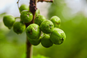 Bunch of wet unripe fig fruit growing on branch
