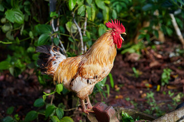 A rooster crows in sunlight morning