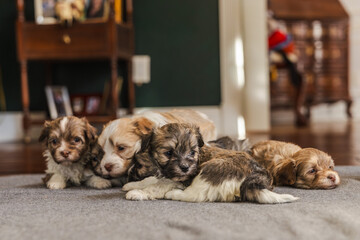Group of small brown and white puppies lying together on a soft indoor carpet in warm natural light.