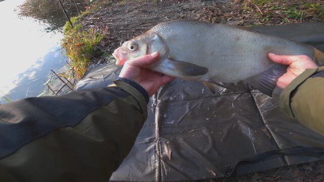 Early morning catch of bream fish by river at sunrise glow