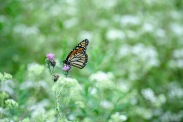 Monarch butterfly on a thistle bush