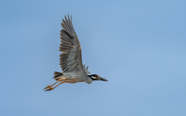 Krabbenreiher (Nyctanassa violacea, Syn.: Nycticorax violaceus)