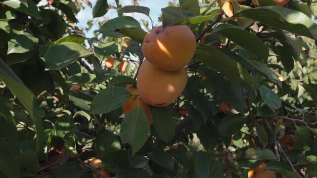 persimmon treen and fruit in the fall month at harvest time in spain
