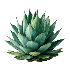 Fototapeta premium Close up of a green agave plant with sharp pointed leaves on black background succulent, Cut Out, Isolated On White Background, Png Transparent