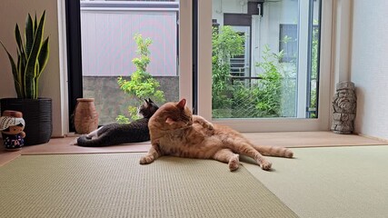 A tabby cat rolls over and stretches fully beside a glass door, while an orange cat sits nearby with alert, flying ears. Soft daylight fills the Japanese-style tatami room with calm.
