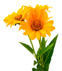 Orange and yellow Helenium flowers isolated on white