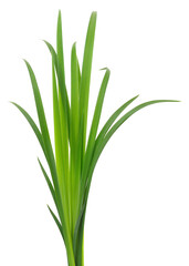 Bundle of fresh green iris leaves isolated on white