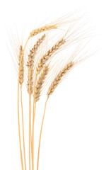 Dried golden wheat ears isolated on white background
