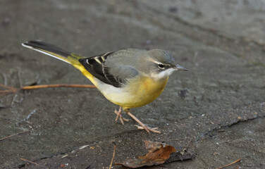 A male Grey Wagtail, Motacilla cinerea, feeding along the edge of a river.