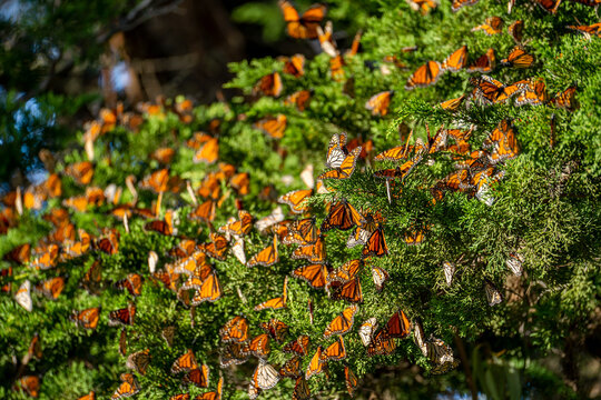 Large monarch butterfly cluster in migration