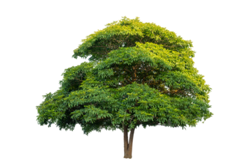 Tree PNG File Trees isolated on white background, tropical trees isolated used for design, advertising and architecture
