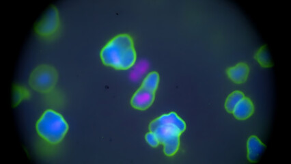 Vibrant Microscopic View of Fluorescent Biological Cells Illuminating Complex Cellular Structures and Dynamic Interactions in Scientific Research