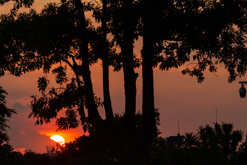 sunset over the forest 