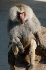 Baboon Portrait Zoo Animal Closeup. A hamadryas baboon stares intensely at the camera, its long, gray fur and prominent snout visible.