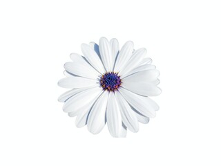 Close up shot of a white African daisy flower with a dark blue purple center.