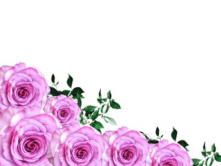 Elegant corner border of soft pink roses with green leaves isolated on clean white background.