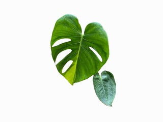 Fresh green Monstera Deliciosa leaf with yellow variegation and holes isolated on white background.