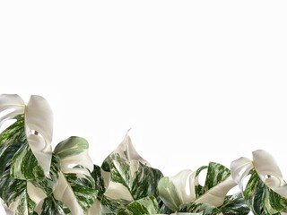 Lush border of variegated Monstera Albo leaves with organic white marbling isolated on white background.