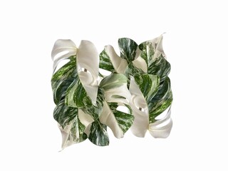 Lush border of variegated Monstera Albo leaves with organic white marbling isolated on white background.