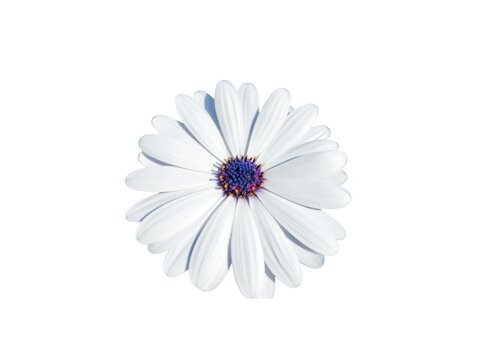 Close up shot of a white African daisy flower with a dark blue purple center. - Powered by Adobe