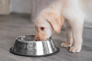 A cute Labrador puppy drinks water from a bowl