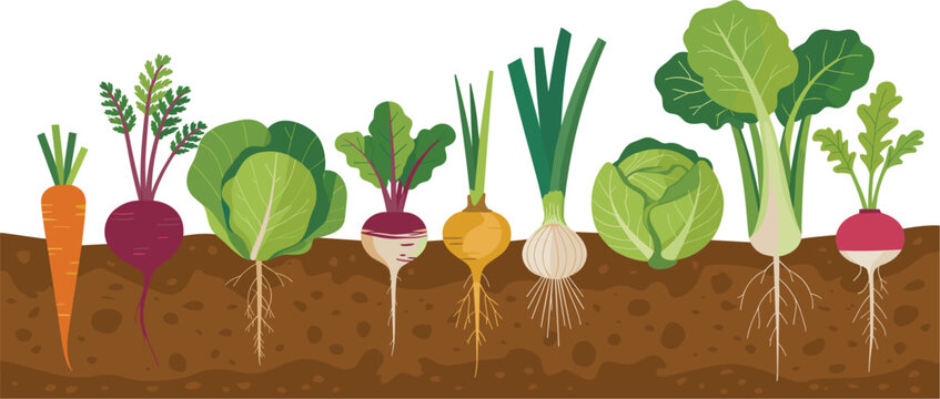 Assorted root vegetables and leafy greens growing in soil on white background carrot beet