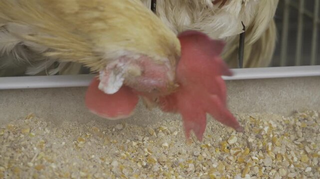 Unveiling the Intricate Dance of Feathers - A Peek into the Chicken's Egg-Laying Ceremony