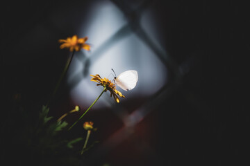 White Butterfly Resting on Yellow Flower with Dark Background