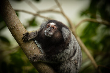 Fototapeta premium Close-Up of a Common Marmoset Climbing a Tree Branch