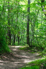 Vertical forest path with fresh green leaves and sunlight