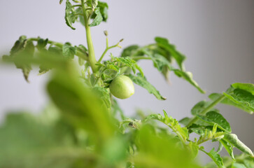 Unripe green tomato growing on indoor plant with green leaves, home gardening, organic vegetable, fresh food concept