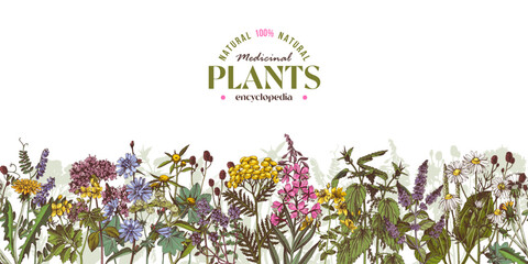 Medicinal plants vector seamless border